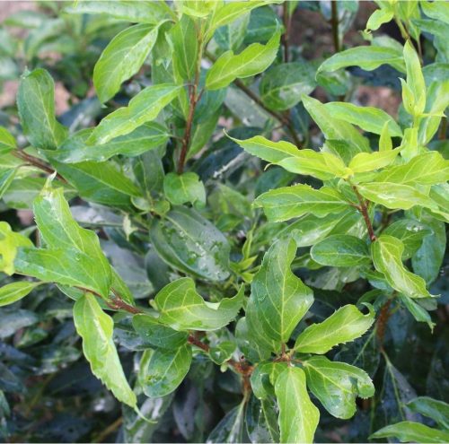 Forsythia intermedia 'Lynwood' - Aranycserje vagy Aranyfa