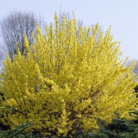   Forsythia intermedia 'Minigold' - Aranycserje vagy Aranyfa