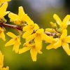 Forsythia intermedia 'Minigold' - Aranycserje vagy Aranyfa