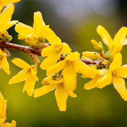 Forsythia intermedia 'Minigold' - Aranycserje vagy Aranyfa