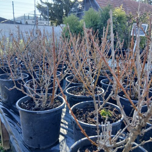 Forsythia intermedia 'Minigold' - Aranycserje vagy Aranyfa