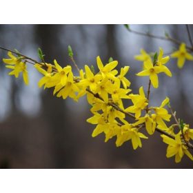   Forsythia x intermedia 'Weber's Bronx' - Törpe aranycserje vagy Aranyfa