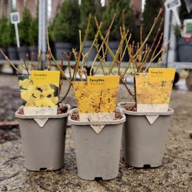 Forsythia mix - Aranyfa mix (11cm)