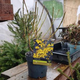Forsythia mix - Aranyfa mix (14cm)