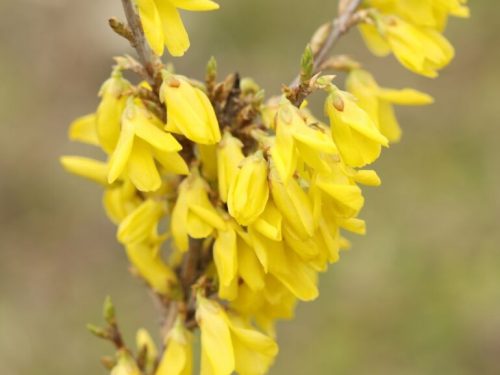 Forsythia viridissima Koreana kumson - Sárgatarka aranyvessző