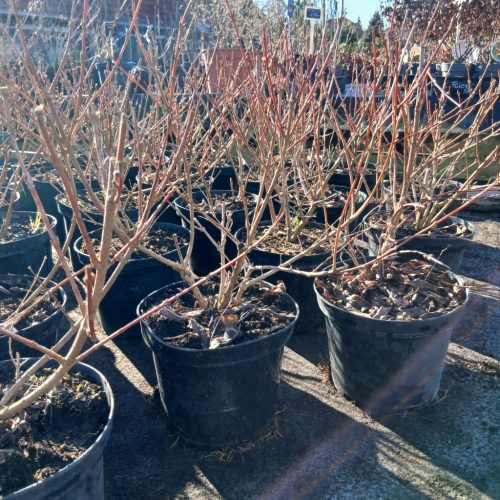 Forsythia viridissima Koreana kumson - Sárgatarka aranyvessző