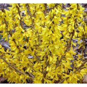   Forsythia viridissima Koreana kumson - Sárgatarka aranyvessző