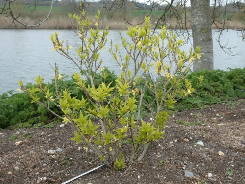 Forsythia viridissima Koreana kumson - Sárgatarka aranyvessző