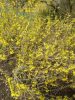 Forsythia viridissima "Weber's Favorit" - Tarkaleveleű aranyvessző 