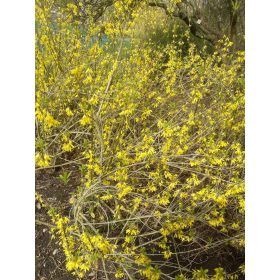   Forsythia viridissima "Weber's Favorit" - Tarkaleveleű aranyvessző 