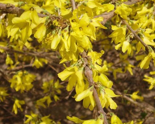 Forsythia viridissima "Weber's Favorit" - Tarkaleveleű aranyvessző 