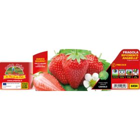   Fragola "Anabelle" -  folytontermő Eper palánta 4-es pakk