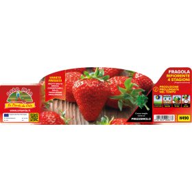   Fragola "Anais/florice/Charlotte" -  folytontermő Eper palánta 4-es pakk