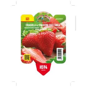 Fragola "Dulcinea" -  folytontermő Eper palánta