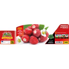 Fragola  -  Erdei szamóca palánta 4-es pakk