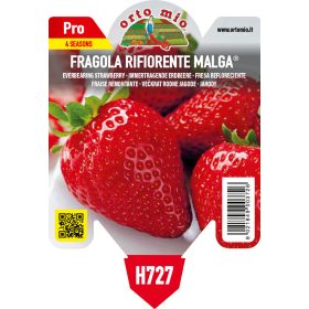 Fragola "Malaga" -  folytontermő Eper palánta