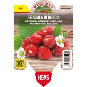 Fragola "Regina delle Valli" - Eper palánta