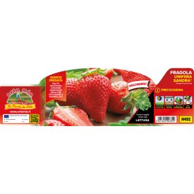   Fragola "Unifera Sandra" -  Korai Eper palánta 4-es pakk