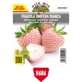 Fragola "Unifera" -  fehér Eper palánta