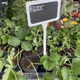 Eper palánta (folytontermő)