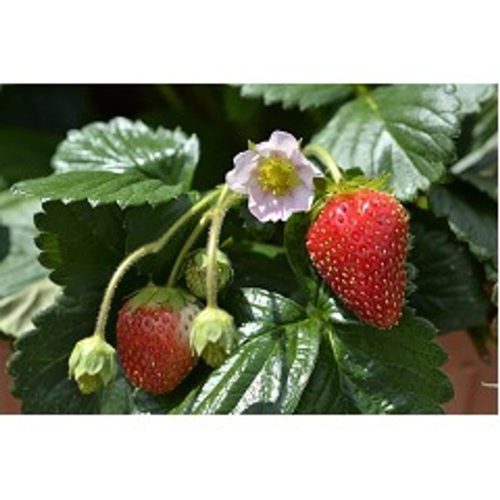 Eper palánta (folytontermő)