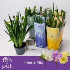 Freesia mix - Frézia
