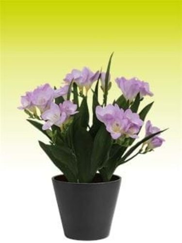 Freesia mix - Frézia