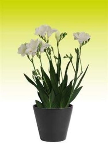 Freesia mix - Frézia