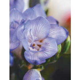 Freesia Verona blue - Frézia