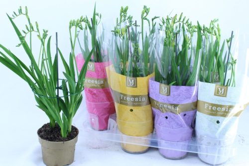 Freesia mix - Frézia