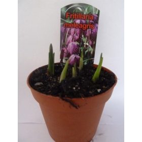 Fritillaria meleagris – Kockás liliom