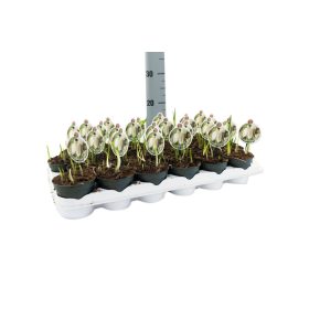 Fritillaria meleagris 'Alba' – Kockás liliom