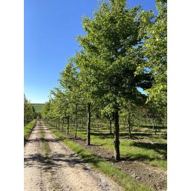 Fagus sylvatica - Közönséges bükk