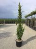 Fagus sylvatica 'Dawyck' - Oszlopos bükk