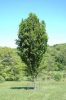 Fagus sylvatica 'Dawyck' - Oszlopos bükk