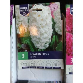   Hyacinthus 'white' - Jácint virágyhagyma 3db/csomag