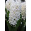 Hyacinthus 'white' - Jácint virágyhagyma 3db/csomag