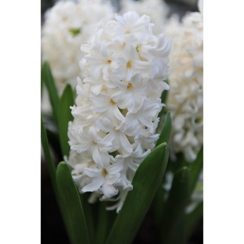 Hyacinthus 'white' - Jácint virágyhagyma 3db/csomag
