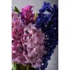 Hyacinthus 'Purple' - Jácint virághagyma 3db/csomag