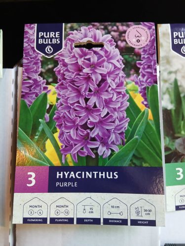 Hyacinthus 'Purple' - Jácint virághagyma 3db/csomag