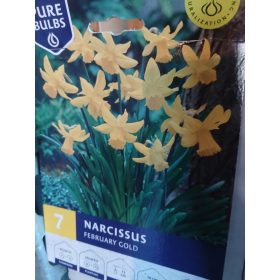   Narcissus 'February Gold' - Nárcisz virághagyma 7db/csomag