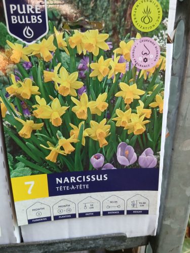 Narcissus 'Tete A Tete' - Nárcisz virághagyma 7db/csomag