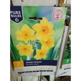 Narcissus 
