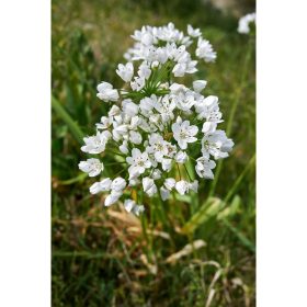   Allium 'Neapolitanum' - Díszhagyma virághagyma 20db/csomag