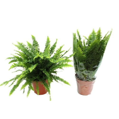Nephrolepis Exaltata - 'Green Lady' - Szobapáfrány