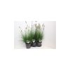 Pennisetum alopecuroides 'Hameln' - Tollborzfű