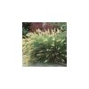 Pennisetum alopecuroides 'Hameln' - Tollborzfű