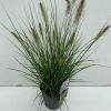 Pennisetum alopecuroides 'Hameln' - Tollborzfű