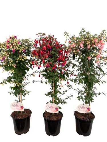 Fuchsia mix - Fukszia (törzses)
