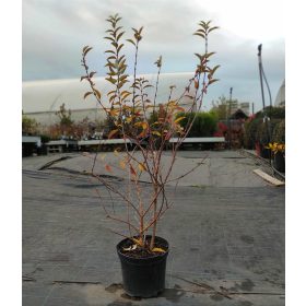   Forsythia viridissima 'Kumson' - Tarkaleveleű aranyvessző 